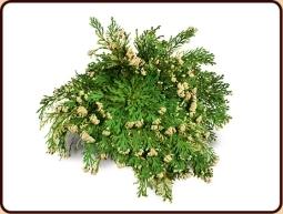 Ruben Robijn Roos van Jericho 1 Stuks