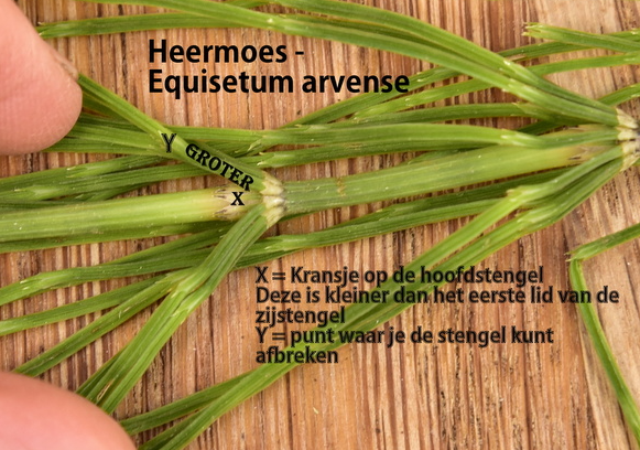 SNP Heermoes 500mg 50.00 Tabletten